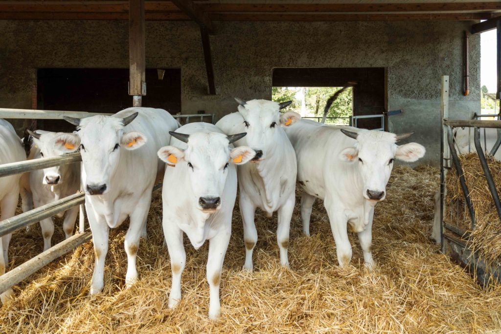 allevamento di Chianina IGP